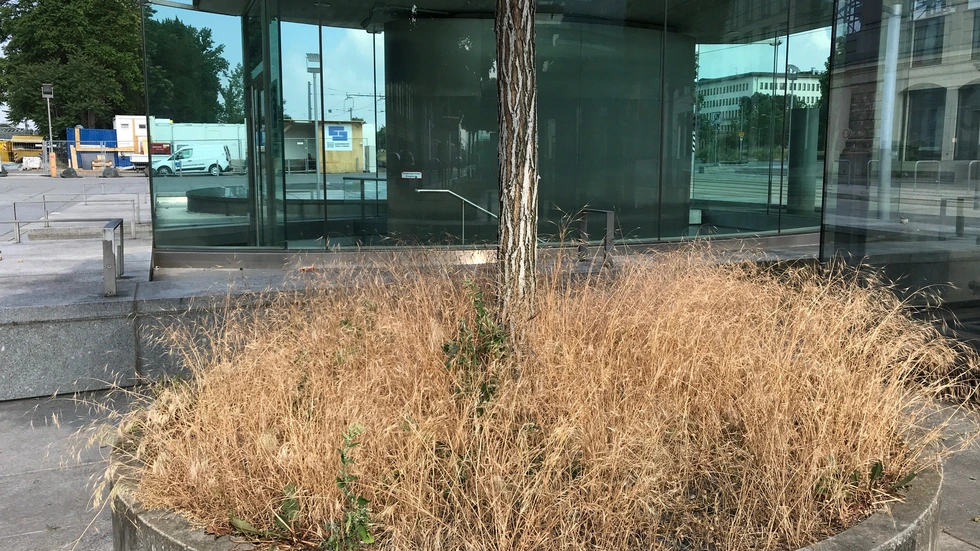 Viele Bäume brauchen bei der Hitze mehr Wasser. Foto: Rocco Reichel