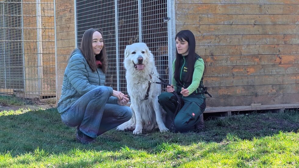 Knut, der Pyrenäenberghund sucht ein neues zu Hause. Tierpflegerin Joane Klein und Sozialministerin Kristin Kaufmann sind schon verliebt in den Vierbeiner  