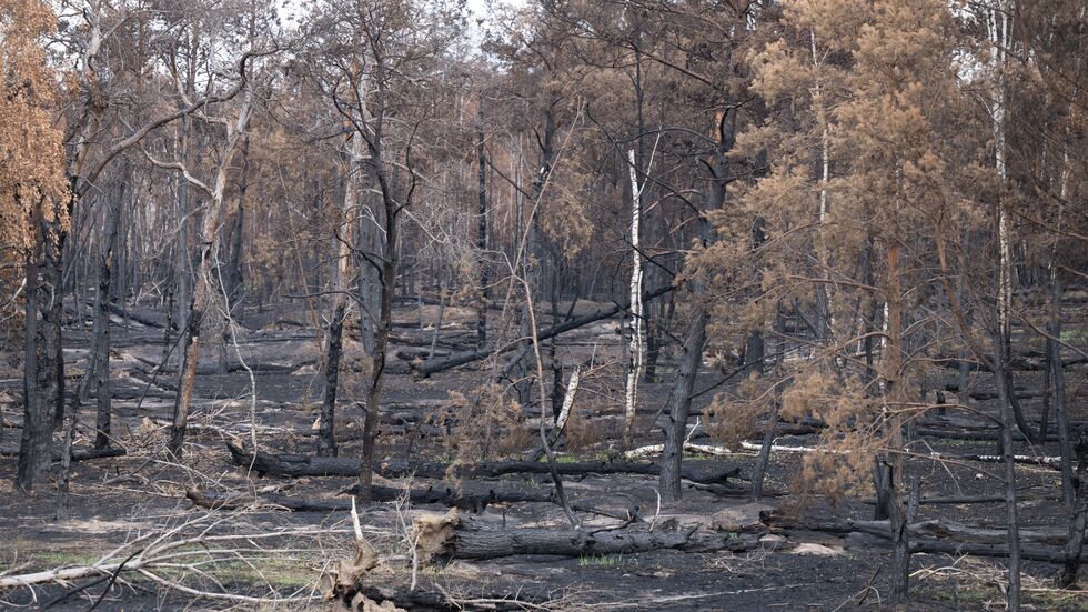 Brandschäden des Waldbrandes in der Gohrischheide.