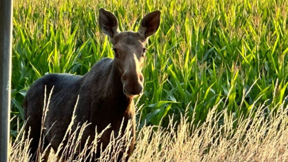 Die erste Sichtung in Dresden: Ein Hörer unseres Senders fotografierte die Elchdame am Straßenrand in Schönfeld-Weißig