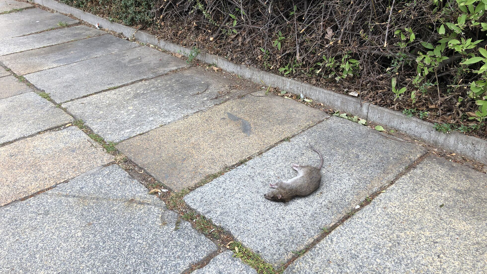 In den vergangenen Wochen sind mehrfach Ratten im Wohngebiet an der Materni- und Falkenstraße gesichtet. (Foto: Red) In den vergangenen Wochen sind mehrfach Ratten im Wohngebiet an der Materni- und Falkenstraße gesichtet. (Foto: Red)