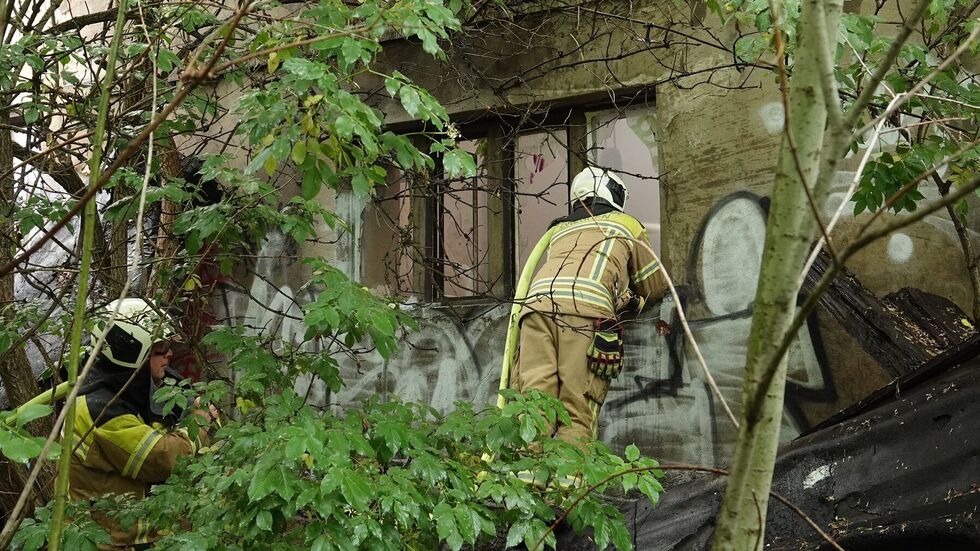 Das Gelände ist komplett zugewuchert.