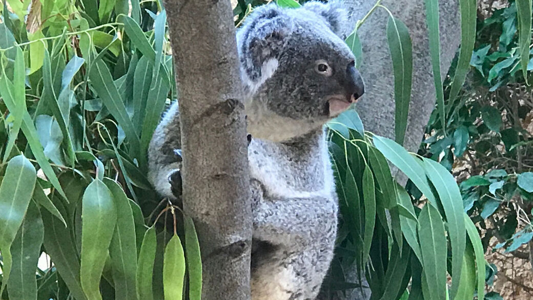 Koalaweibchen Sydney soll bald für Nachwuchs sorgen.