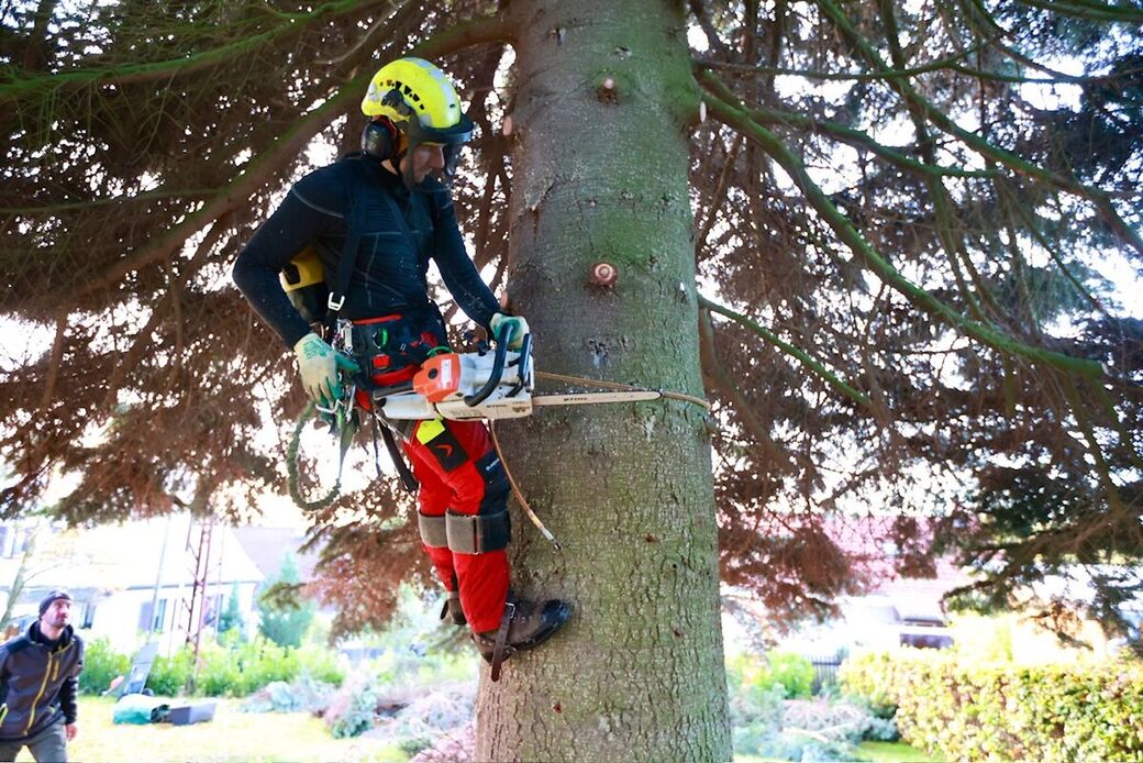 Die Colorado-Tanne ist 22 Meter lang und 7 Tonnen schwer, nach abschneiden und kürzen dann 21,50 Meter 