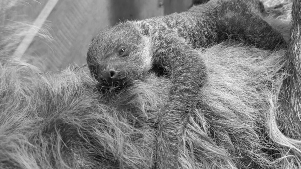 Das kleine Faultier wurde nur wenige Tage alt Das kleine Faultier wurde nur wenige Tage alt