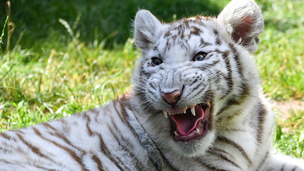 Symbolbild. Foto: Pixabay