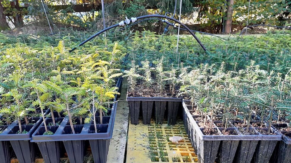 Und auch knapp 51.000 Weißtannen kamen 2025 in die Erde Und auch knapp 51.000 Weißtannen kamen 2025 in die Erde