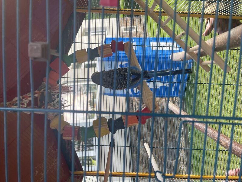 Dieser Wellensittich und zwei Katzen wurden von der Feuerwehr aus dem brennenden Haus gerettet