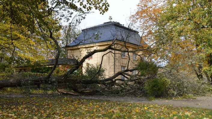 Ein umgestürzter Baum im Großen Garten.