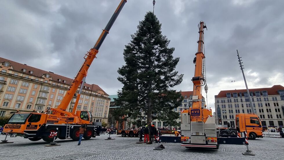 Der Baum wurde von der Wohnungsgesellschaft Freital gespendet. Der Baum wurde von der Wohnungsgesellschaft Freital gespendet.