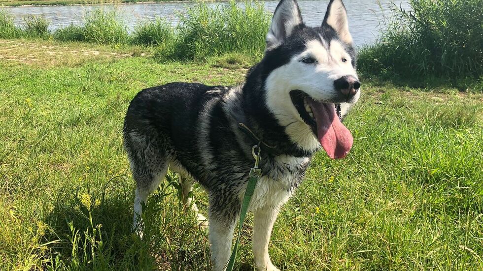 Jackson aus dem Dresdner Tierheim sucht einen neuen Besitzer. 
