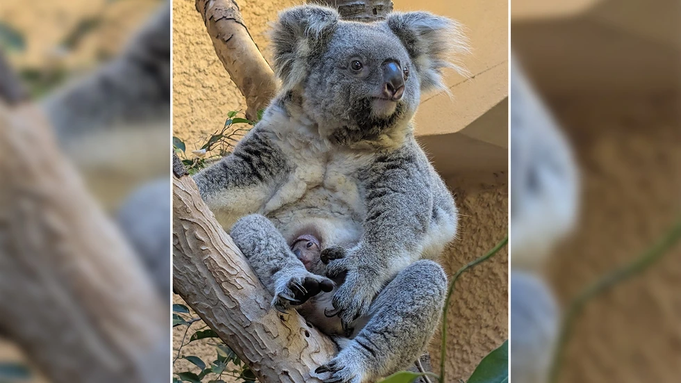 Jungtier von Koala Eerin