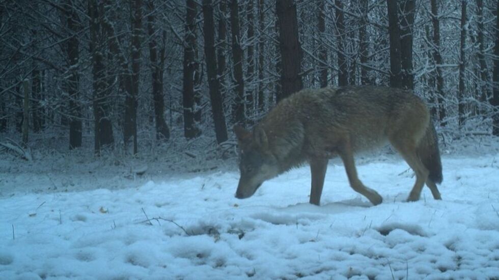 Wölfe gehören immer mehr zur Tierwelt in Sachsen
