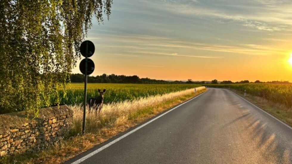 Mitten am Straßenrand taucht die Elchdame auf.