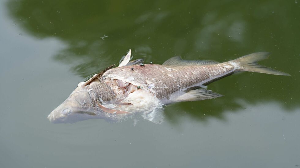 Betroffen waren zunächst nur Brassen.