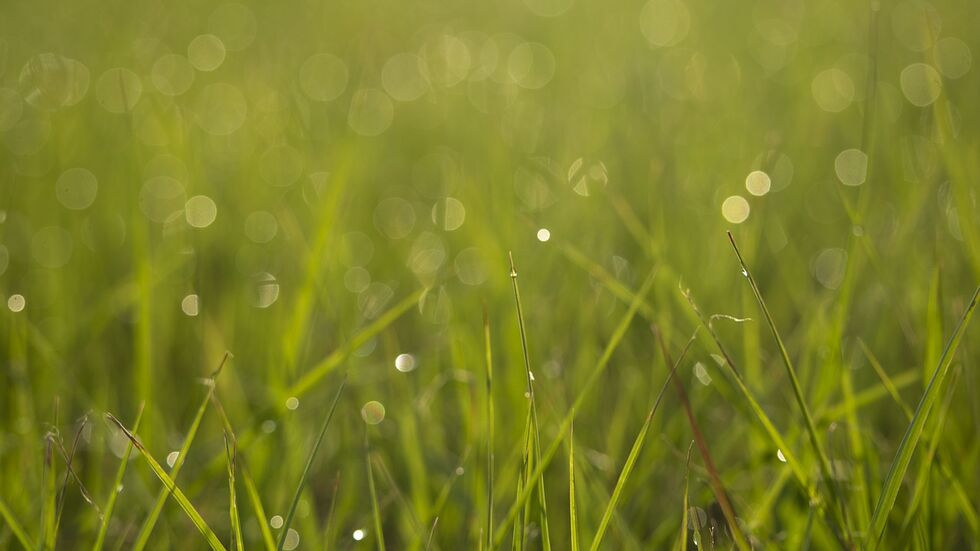 Die Stadt Coswig warnt vor Rasierklingen im Rasen. (Symbolbild)