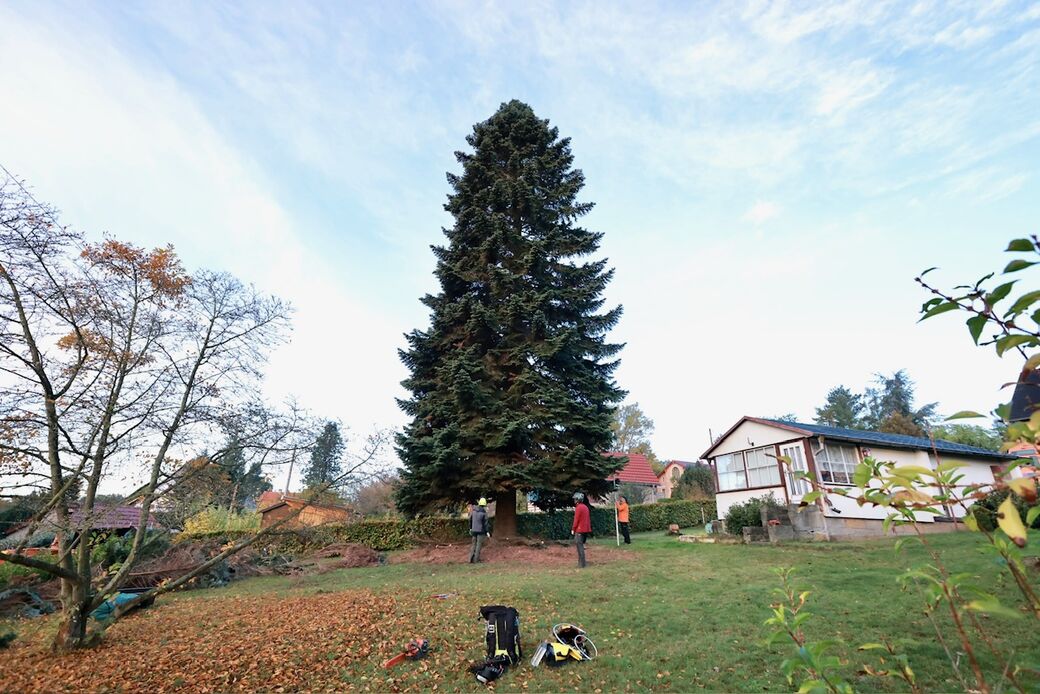 In Dresden wird er in die Hülse auf dem Altmarkt eingelassen (1,50 Meter) und hat dann eine Höhe von 20 Metern, die dann raus dem Boden gucken.
