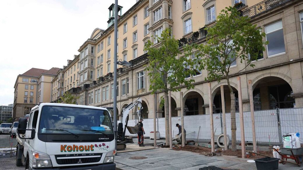 Die gepflanzten Bäume.