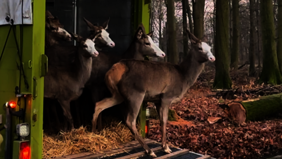 Na, guck! Die Blesshirsche bei ihrer Ankunft im Wildgehege Moritzburg