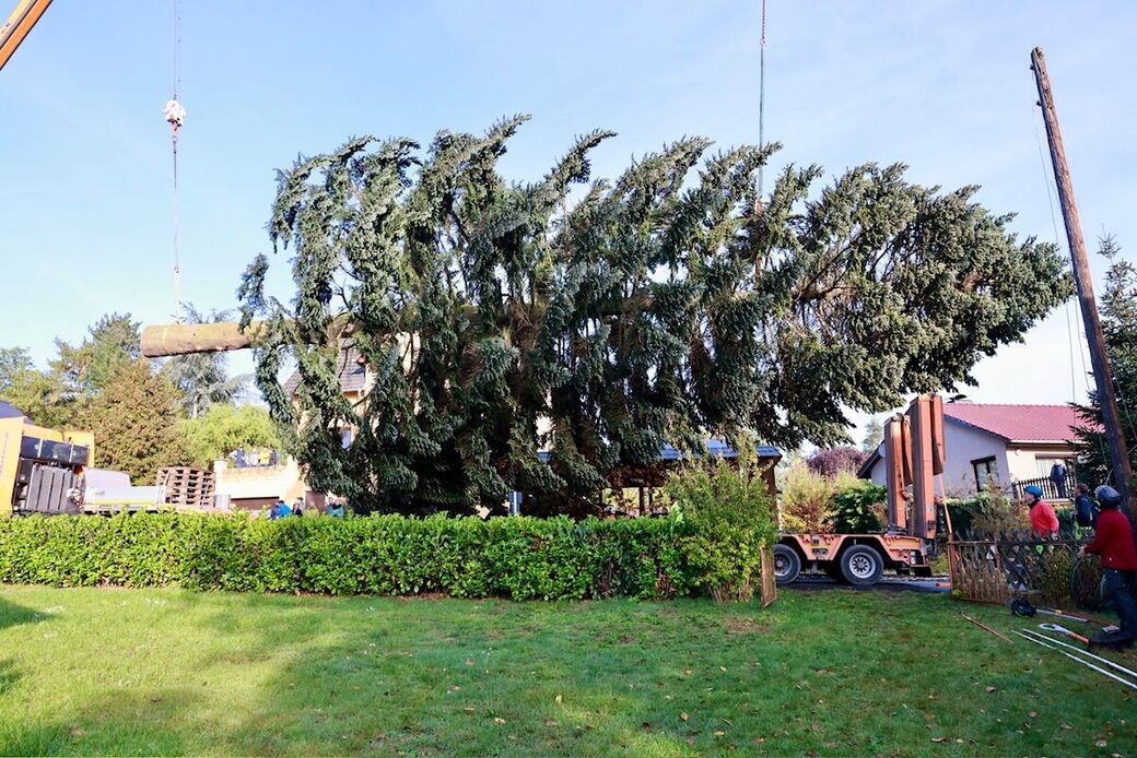 Die Tanne kommt aus Pirna-Graupa