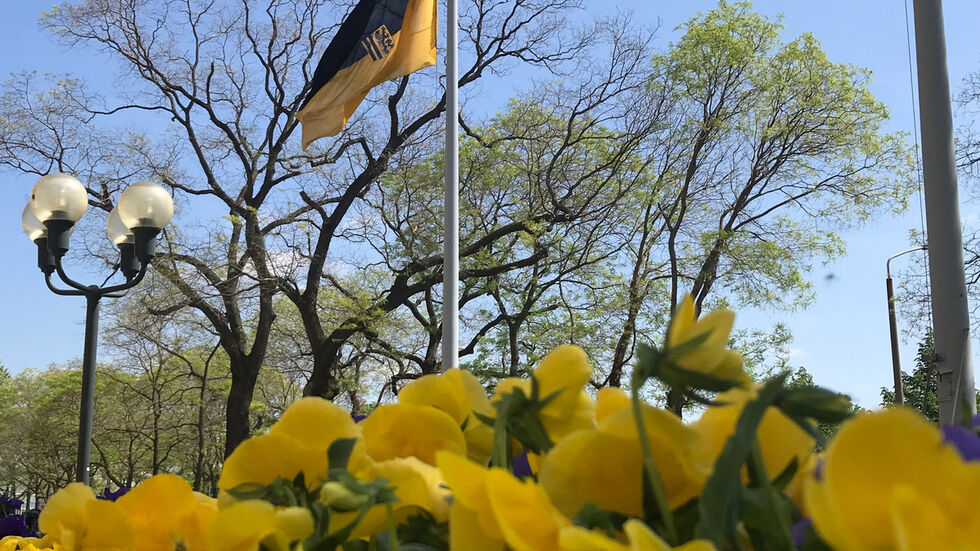 Die Dresden-Fahne am Rathaus. Foto: Rocco Reichel Die Dresden-Fahne am Rathaus. Foto: Rocco Reichel