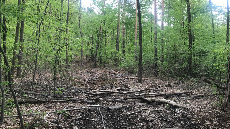Auch in der Heide ist der Borkenkäfer sehr aktiv. Foto: Rocco Reichel Auch in der Heide ist der Borkenkäfer sehr aktiv. Foto: Rocco Reichel