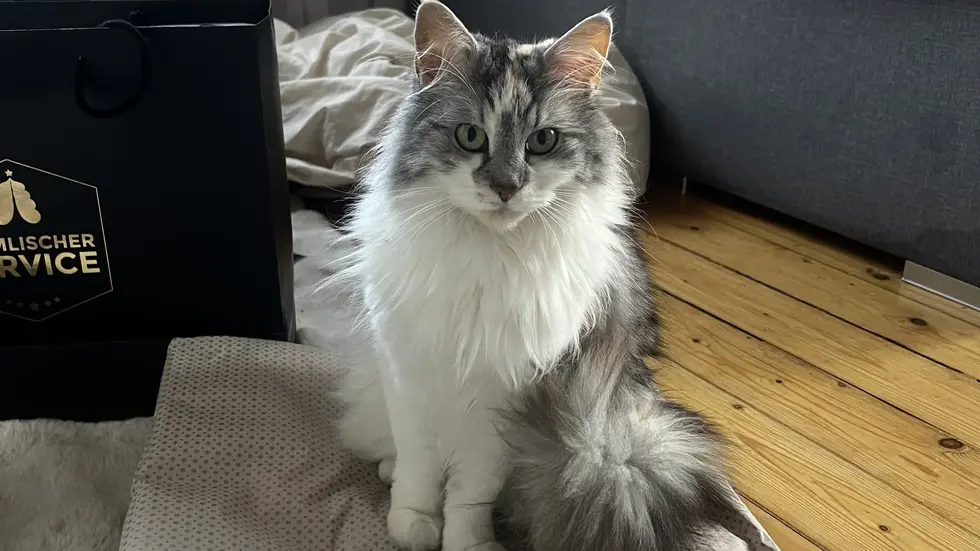 Wer hat Katze "Maja" gesehen ? Sie wird in Leubnitz-Neuostra vermisst