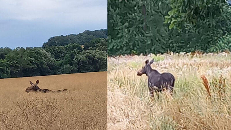 Die Elchdame am 20. Juli in Reitzendorf (Schönfeld-Weißig).
