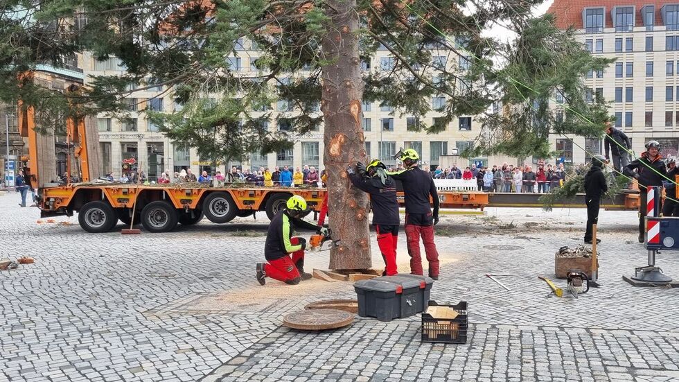 Am Samstagmittag wurde die Tanne auf dem Altmarkt aufgestellt. Am Samstagmittag wurde die Tanne auf dem Altmarkt aufgestellt.
