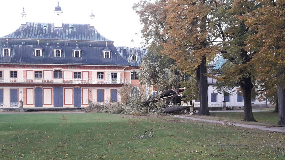 Ein umgekippter Baum im Schlosspark Pillnitz.