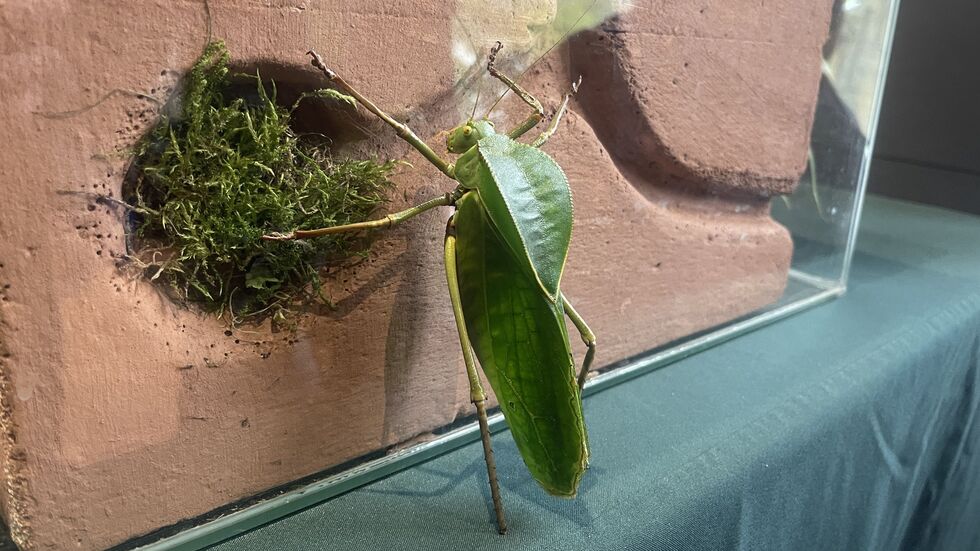 Das größte Insekt im Zoo, die malaysische Riesen-Plattschrecke wurde vermessen und ist stolze zwölf Zentimeter groß