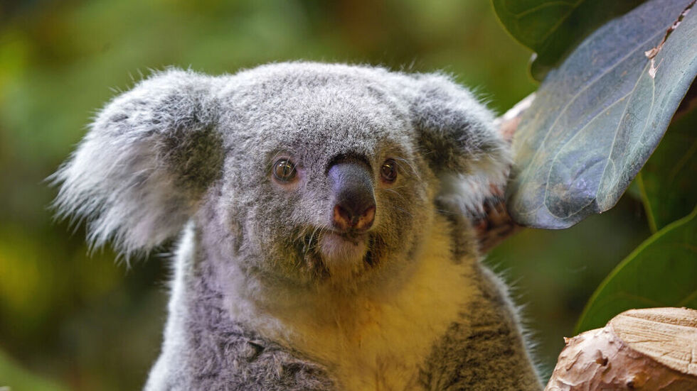 Koala-Dame Eerin versteckt ein Jungtier im Beutel.