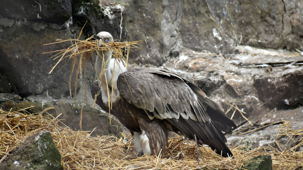 Ein Gänsegeier aus dem Dresdner Zoo. Ein Gänsegeier aus dem Dresdner Zoo.