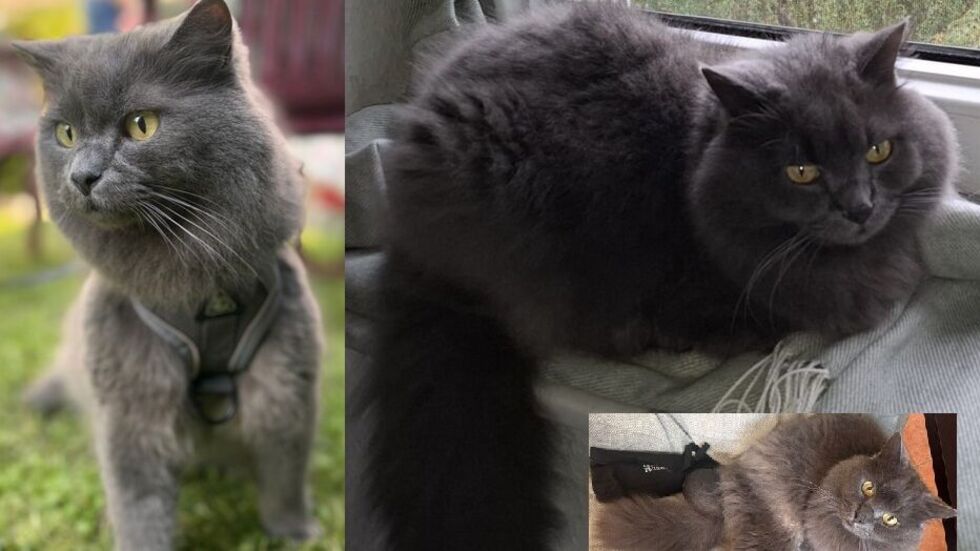 Nebelung-Kater Thomas wird in Loschwitz vermisst.