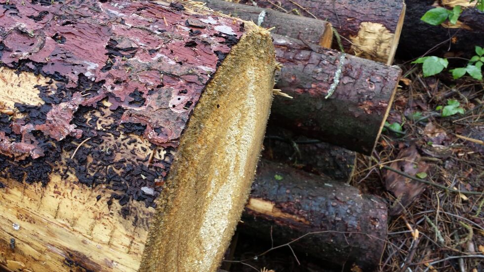Der Borkenkäfer befällt gern abgebrochene Bäume und anderes liegendes Holz. Foto: Marco Handrick Der Borkenkäfer befällt gern abgebrochene Bäume und anderes liegendes Holz. Foto: Marco Handrick