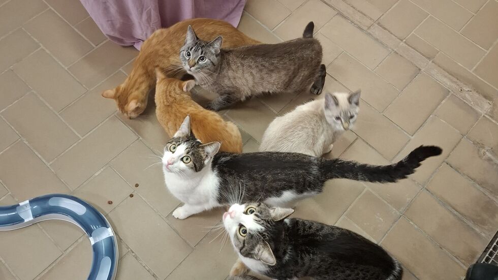 Wir sind die Neuen: Das Tierheim sucht Menschen, die Katzen ein neues Zuhause bieten können.