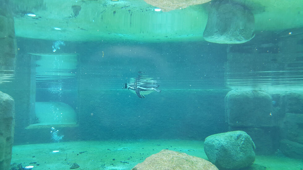 Pinguin im Gehege (Foto: Redaktion) Pinguin im Gehege (Foto: Redaktion)