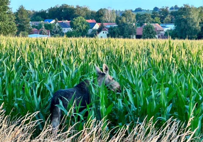 Ein Bild unseres Hörers von der Elchdame in Schönfeld Weißig am 19. Juli.
